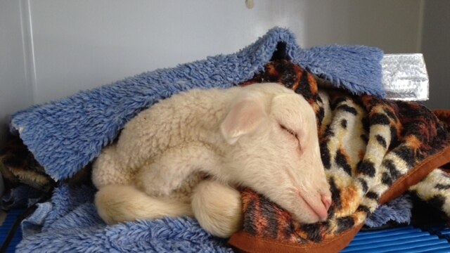 Essential Energy NSW staff saved the lamb.