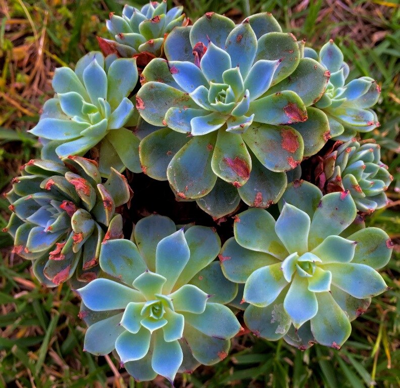 succulent euphorbia Euphorbia 'Dragon Bone' Cactus main image 1