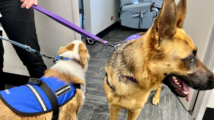 Two therapy dongs on leads look around a hospital.