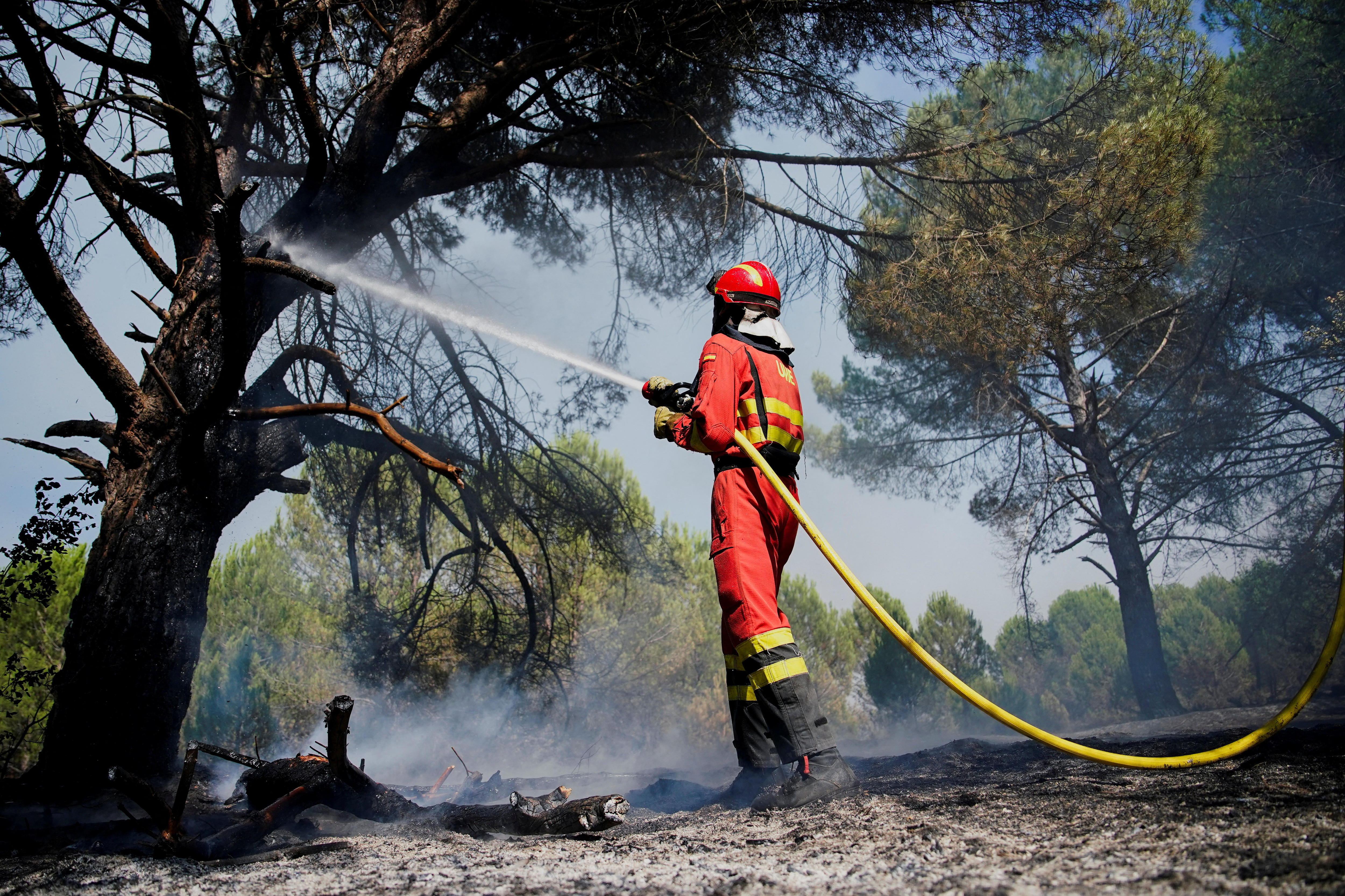 A firefighter aims a water hose at a blackened tree with smoke smouldering around it.