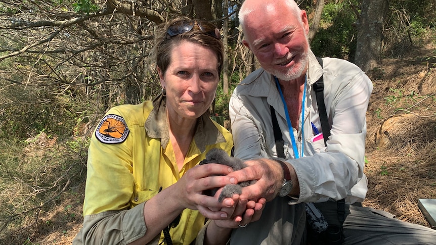 Two rangers, in yellow shirts, hold a small seabird chick.