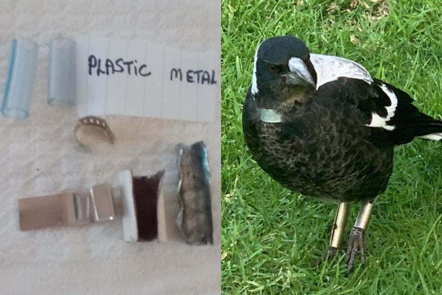 A composite image of small metal and plastic bands removed from magpies, and a magpie fitted with the tags holding its leg up.