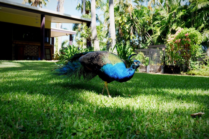 side-view of peacock on lush grass in a suburban yard. His feathers are lowered.