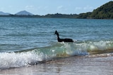 A cassowary in the water as waves wash up on shore
