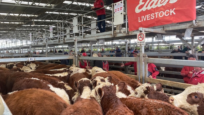 A number of brown coloured hereford cattle in a pen at the Powranna Livestock sales