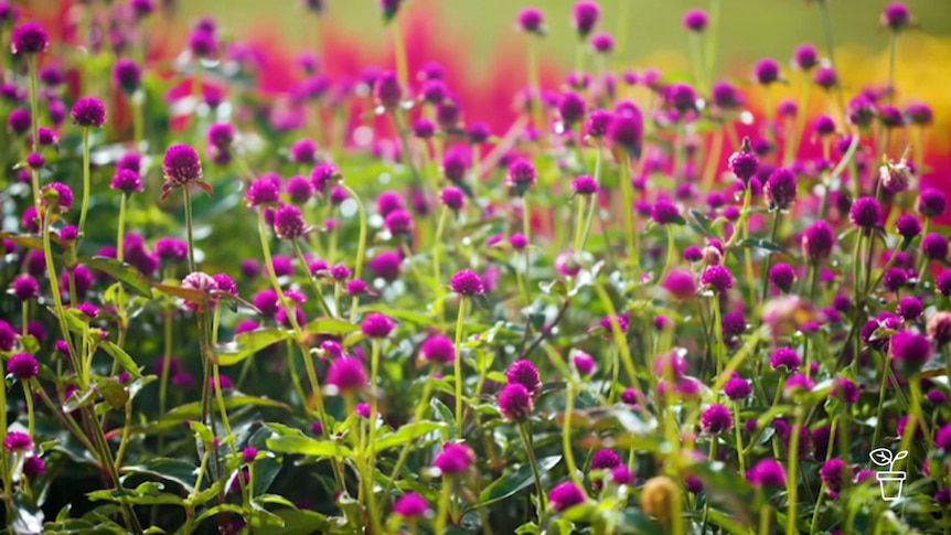 Purple round-headed flowers growing in a field