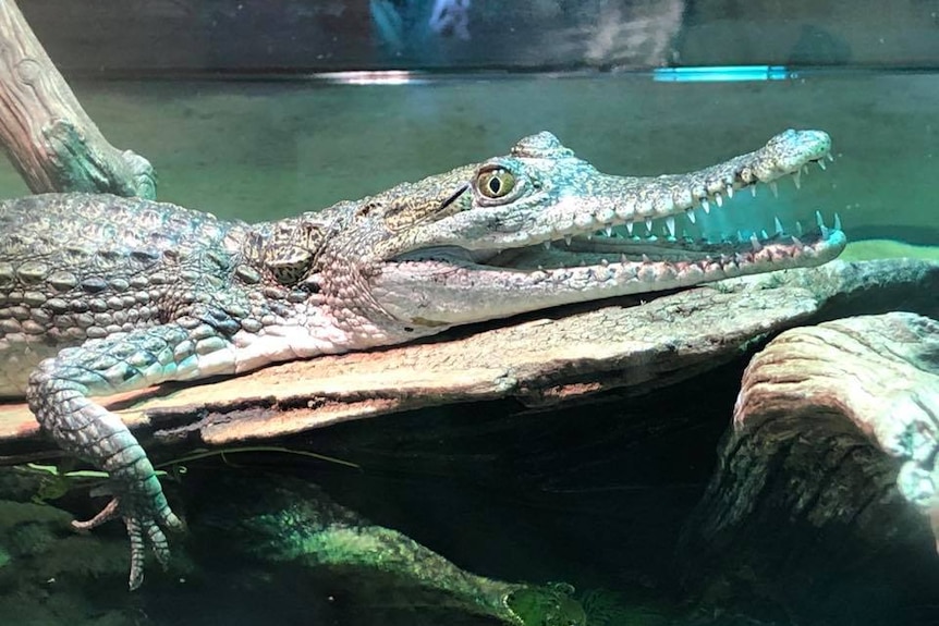 A small crocodile laying on a rock.