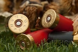 Shotgun cartridges, ammunition, close up generic image.
