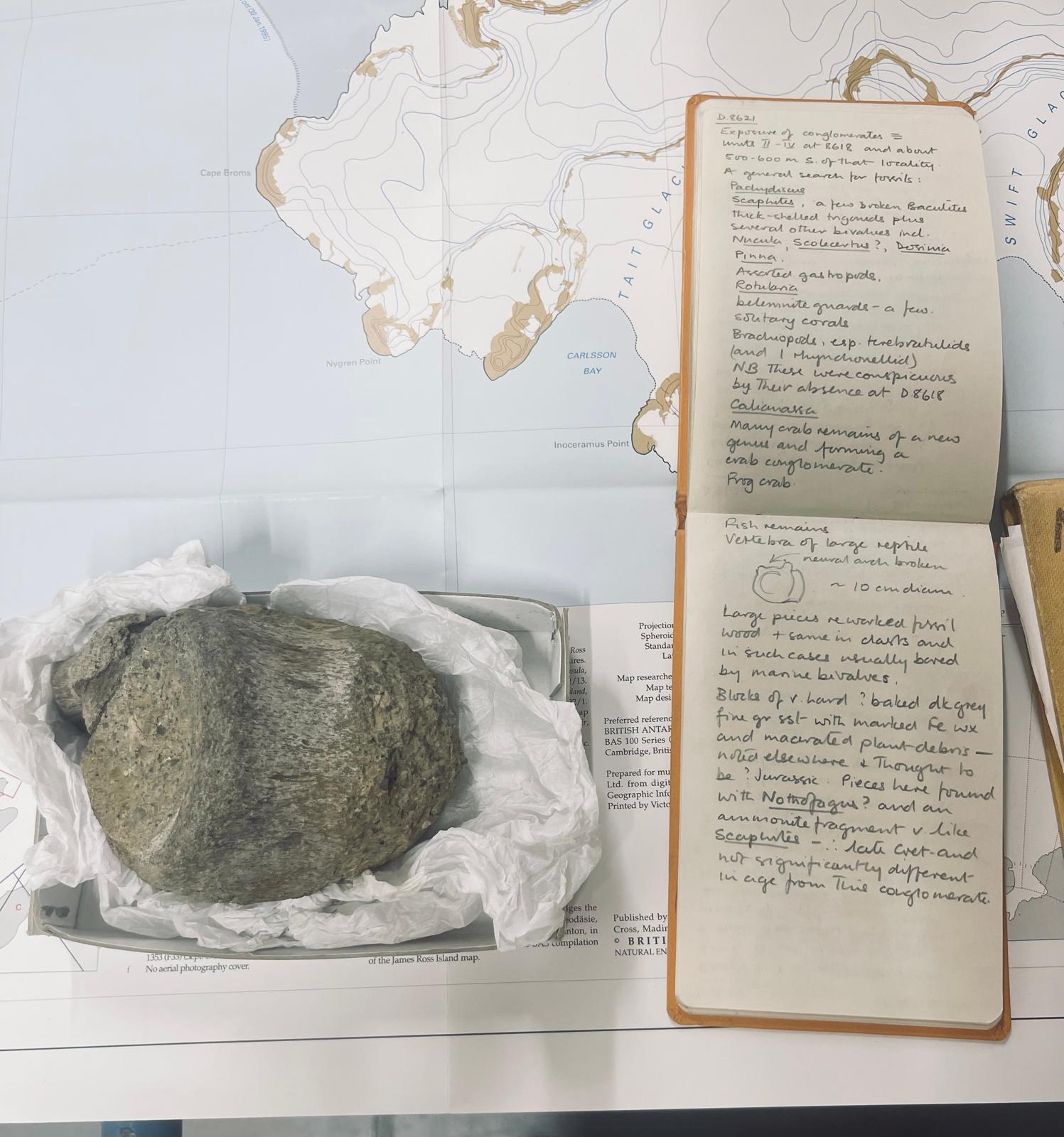 Antarctica's first dinosaur fossil found in drawer after 40 years