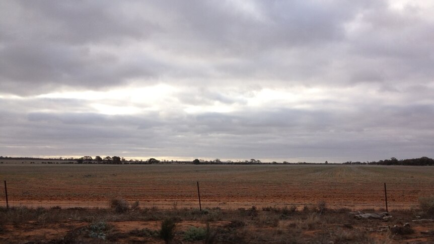 Tinge of green as Wheatbelt crops finally germinate