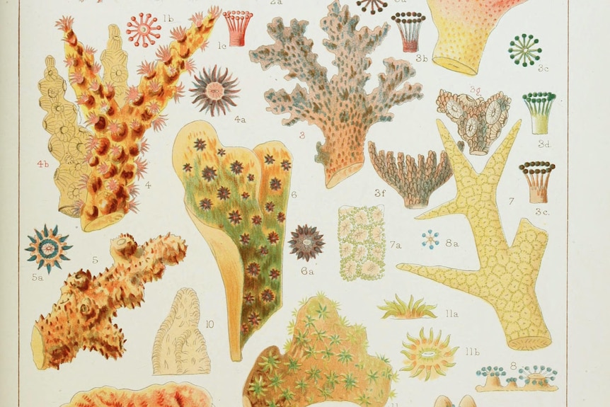 A scientific illustration of several yellow-coloured corals.