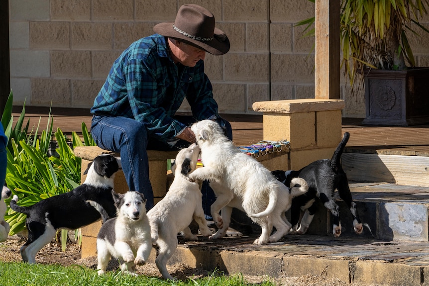 A man wearing a large hat sits down on steps with several white and black puppies surrounding him