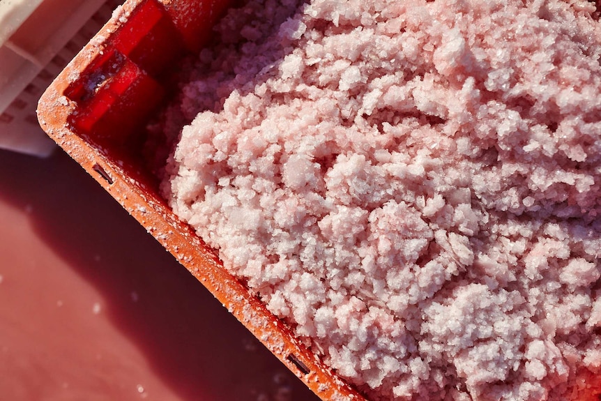 Salt sludge sits in a bucket on Pink Lake's surface.