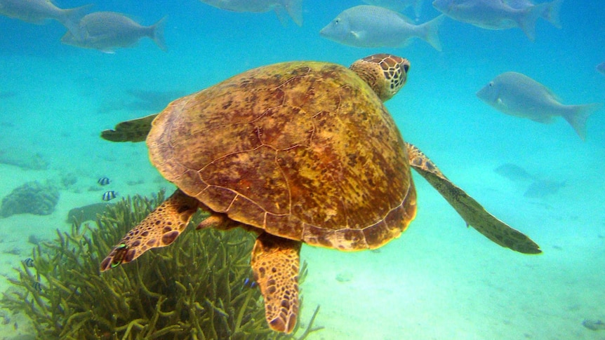 A green turtle (Chelonia mydas) swims through the waters of the Great Barrier Reef, date unknown.