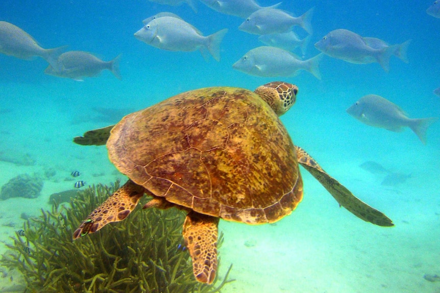 Green turtle swims in aqua blue water