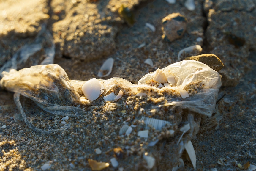 A plastic bag partially buried in sand surrounded by little shells. 