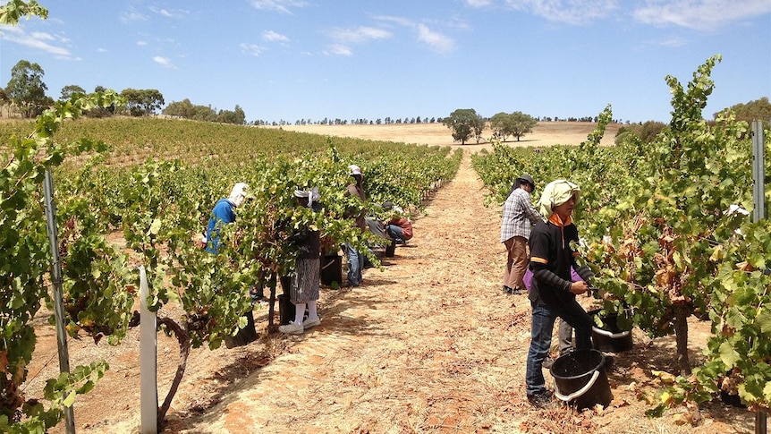 Pickers at a Clare Valley vineyard