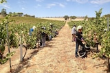 Pickers at a Clare Valley vineyard