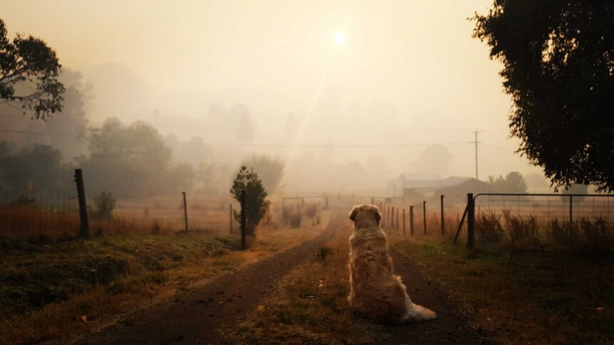 Back of dog looking down smokey road in Geeveston, Tasmania