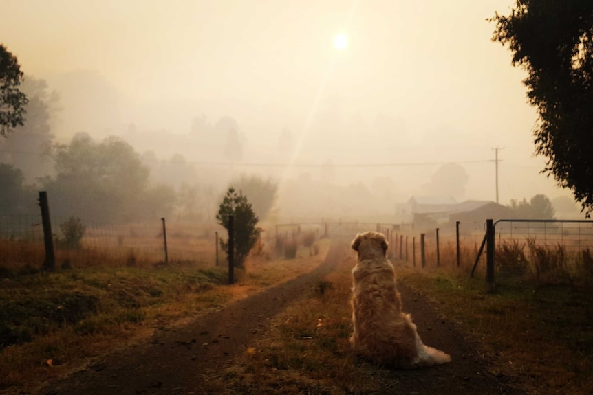 Back of dog looking down smokey road in Geeveston, Tasmania