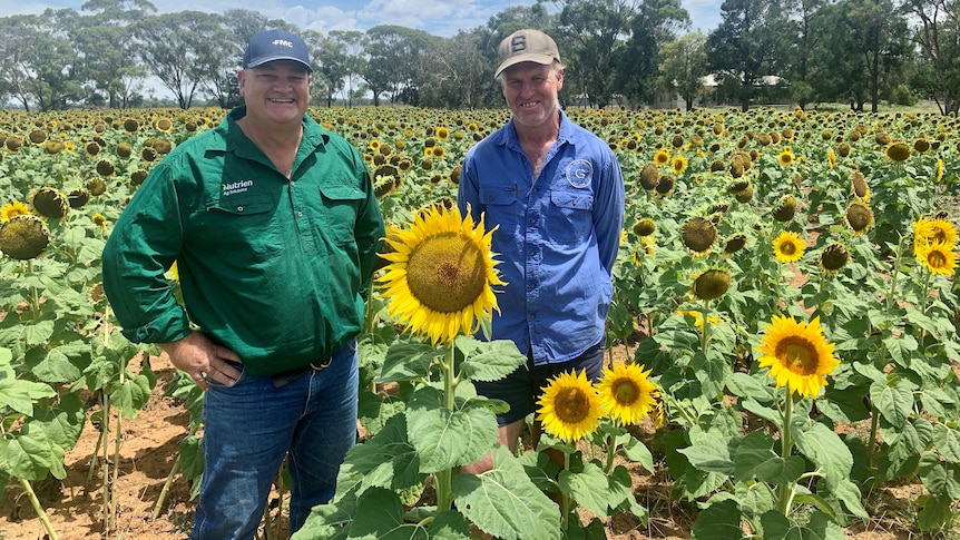 A man in a green shirt and a man in a blue shirt stand in a sunflower crop with a big sunflower between them
