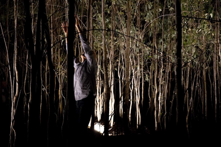 A man in a blue shirt with lights standing in a grove of trees.