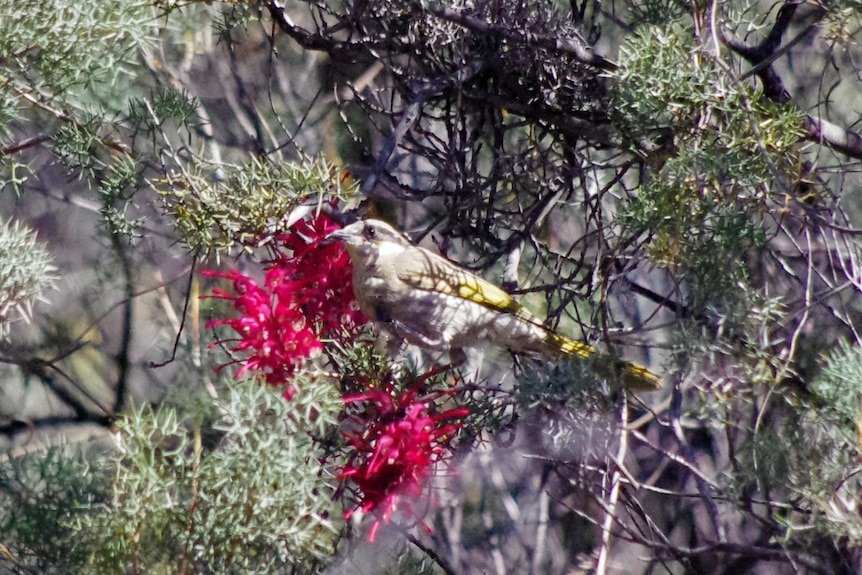 a bird in a tree with a flower 