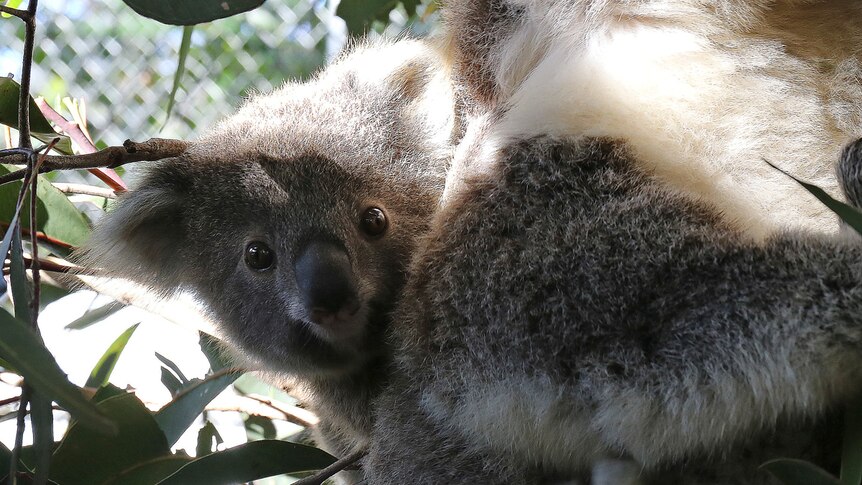 Baby koala sitting on mother's back