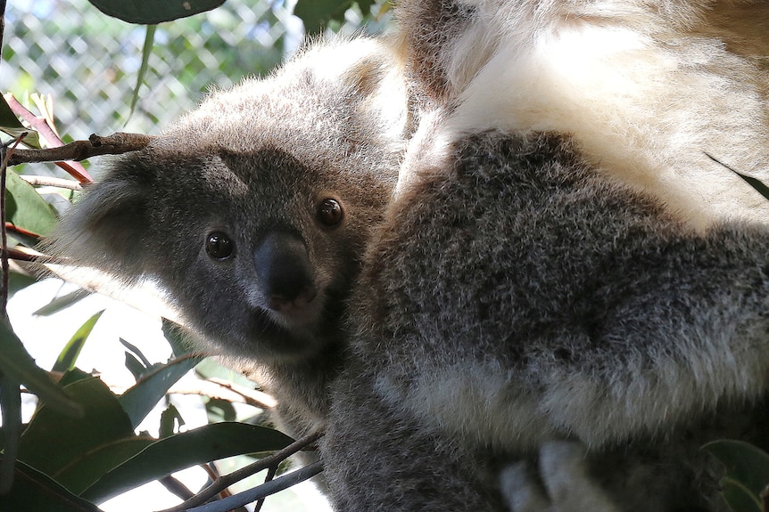 Baby koala sitting on mother's back