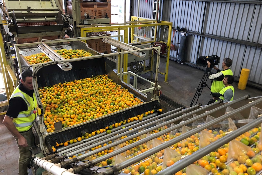 Hundreds of light orange and green citrus fruits being washed on a large conveyor belt, supervised by two men