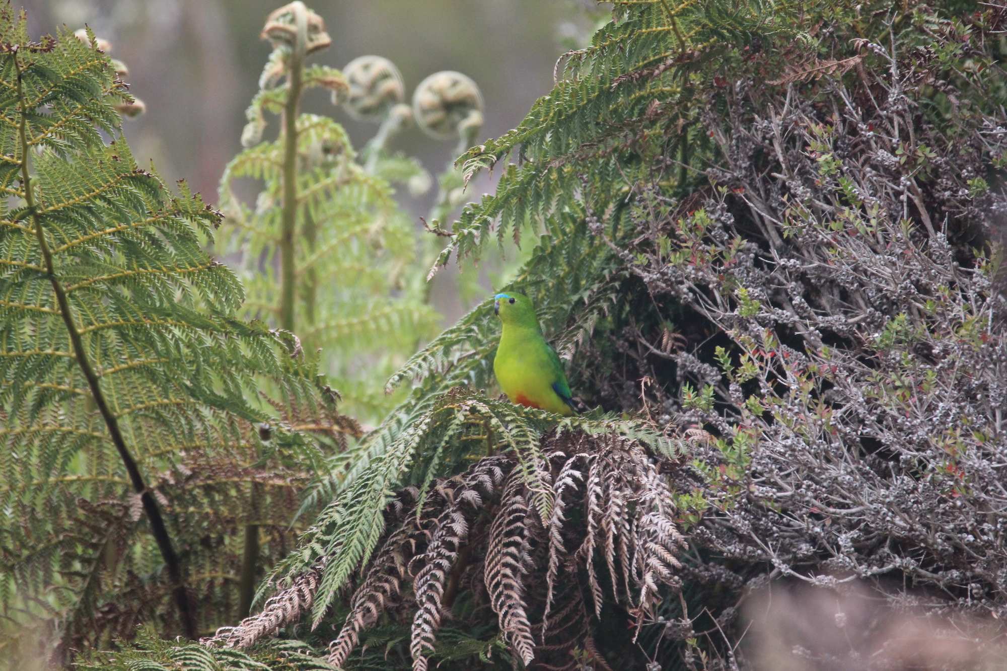 Picture of a parrot in the wild