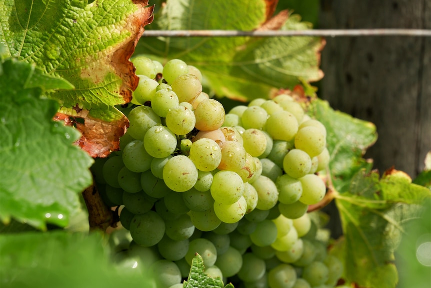 White wine grapes sitting on vine.