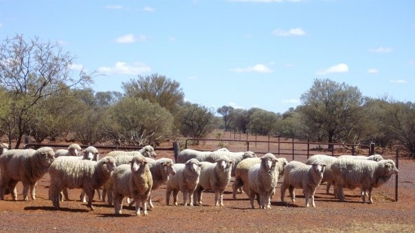 Sheep and cattle in demand