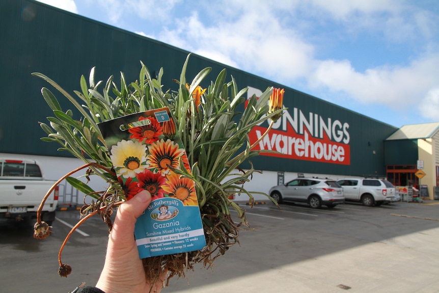 A packet of flower seeds held in a hand outside a Bunnings hardware store.