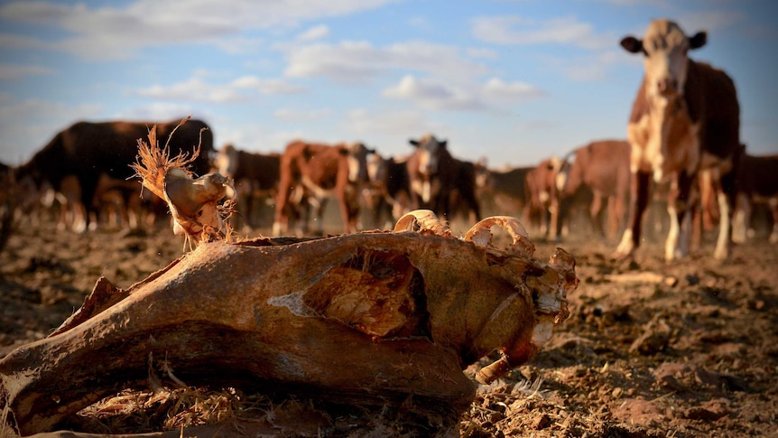 Cows look at a skull on the dusty ground