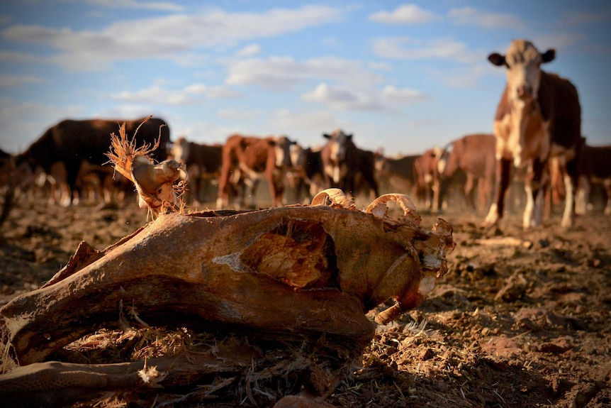 Cows look at a skull on the dusty ground