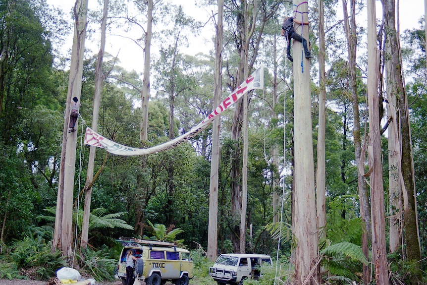 Two people climb high up in trees holding a banner out between them.