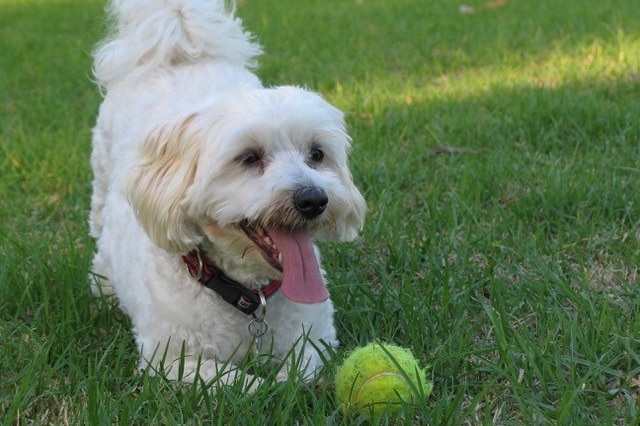 A dog lies down with a tennis ball in a grassy field.