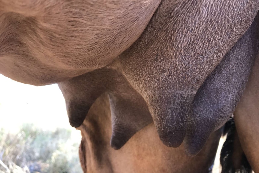 Close up of camel teats.