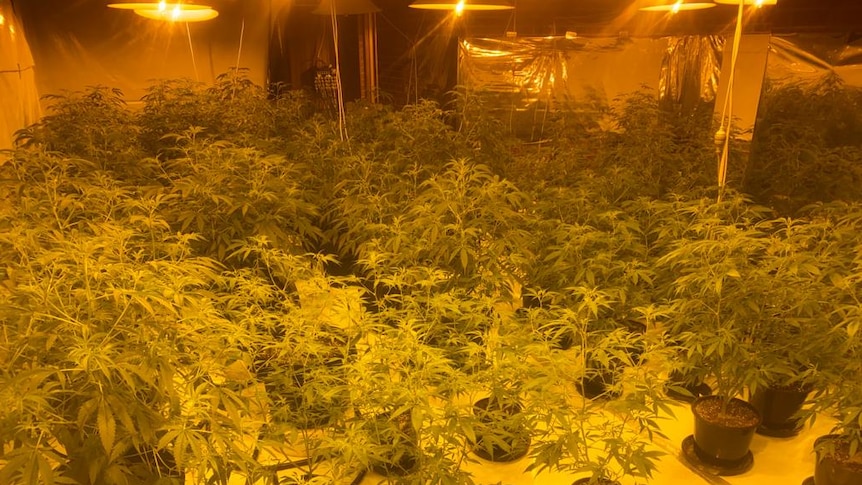 Cannabis plants of various sizes under hydroponic lights.