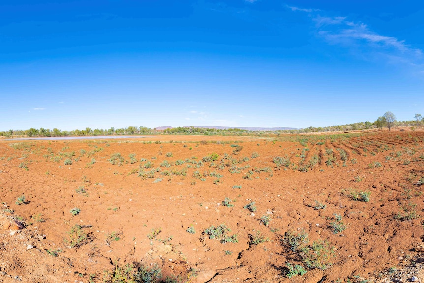 Parched expanse of land with some regrowth.