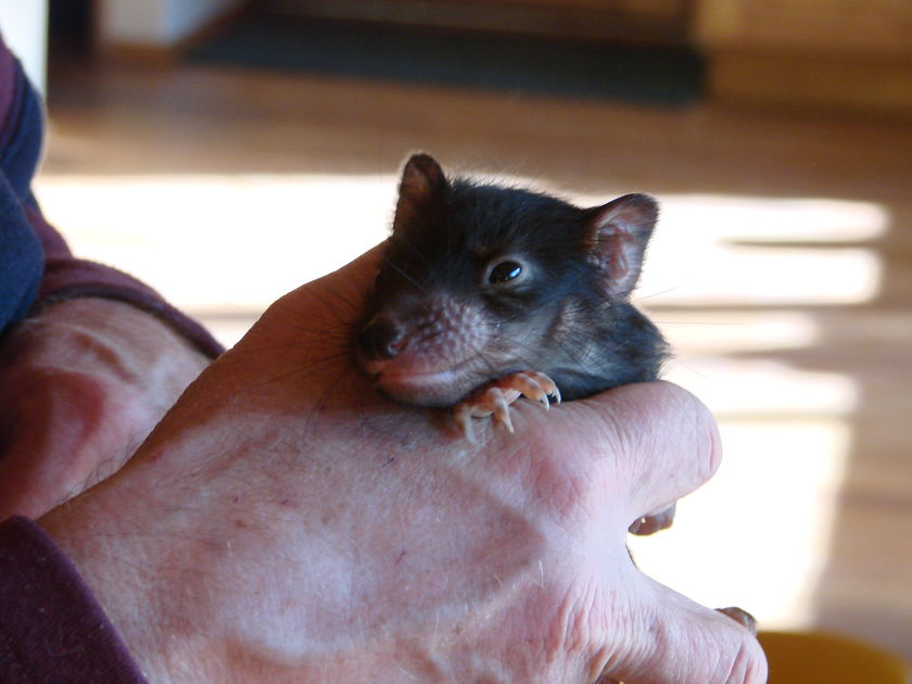 A devilish diary! Dispatches from the secret Sitwell saga - ABC News