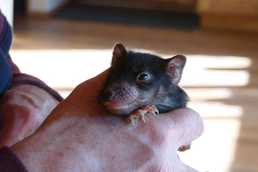 Tiny Tasmanian devil called 'Boris'