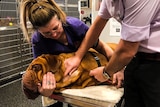 vet and vet nurse holding big dog and taking blood