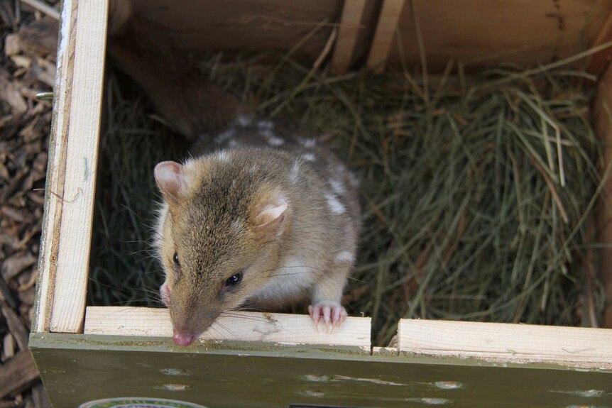 Eastern quoll standing on hind legs looking out of transportation box