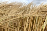 Close-up picture of ripening barley heads, swaying in the breeze