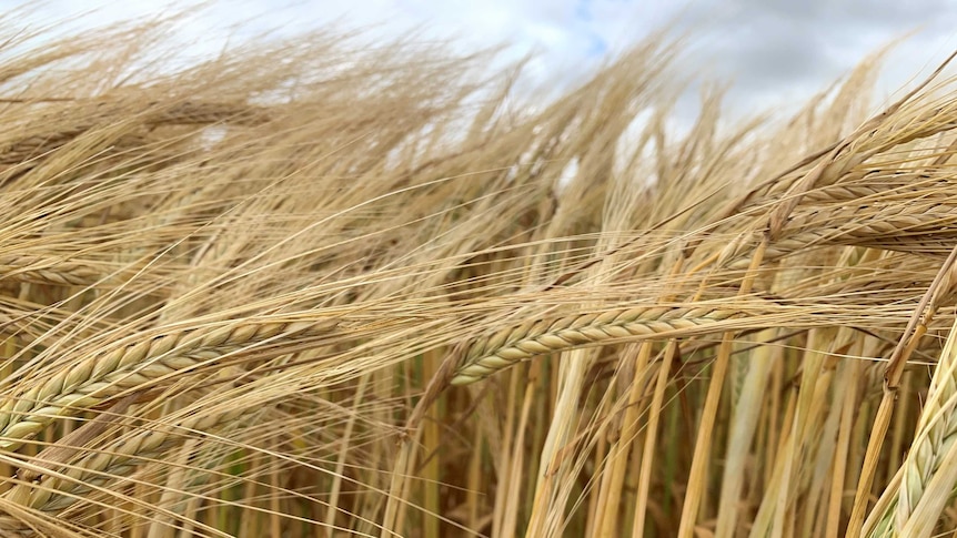 Close-up picture of ripening barley heads, swaying in the breeze