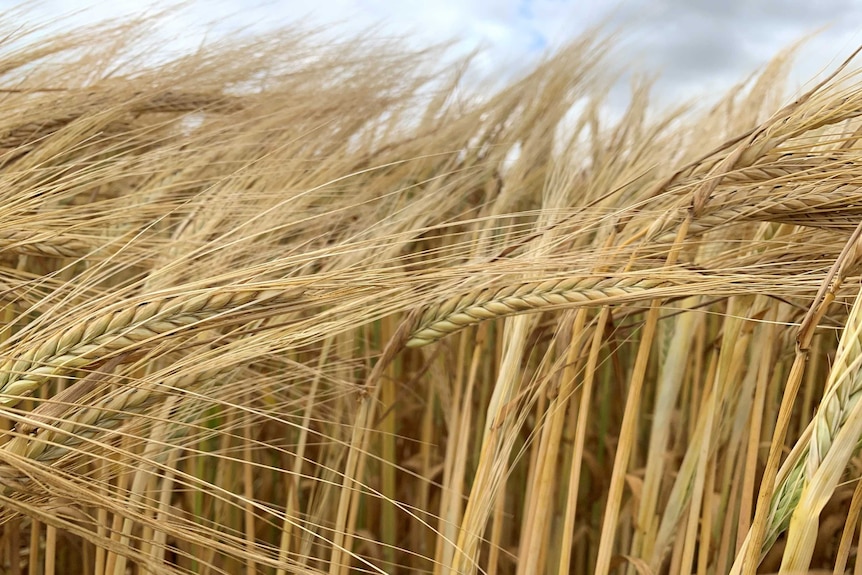 Close-up picture of ripening barley heads, swaying in the breeze