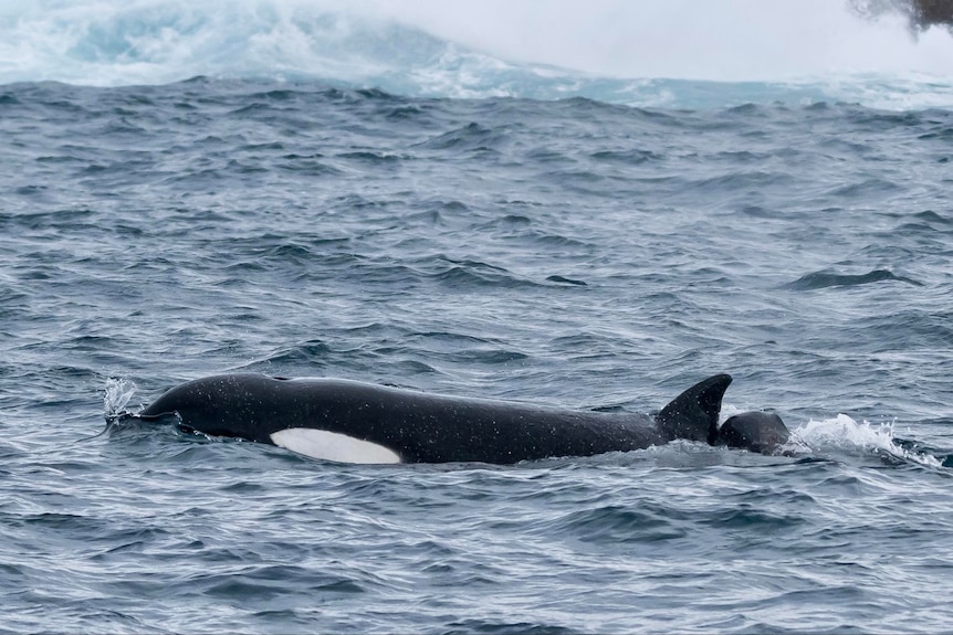 an orca emerging from the water with a split dorsal fin