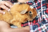 Cose up of guinea pig being cuddled